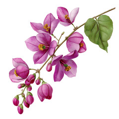 Watercolor antigonon leptopus (Mexican creeper) vine, isolated on a white background, clear edges, botanical clipart style.