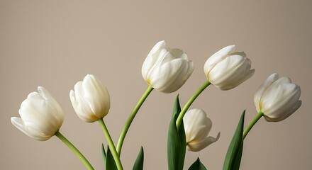 Close-up of pristine white tulips with green stems and leaves against a neutral beige backdrop