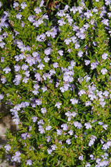 Berg-Bohnenkraut, Winter-Bohnenkraut, Satureja montana