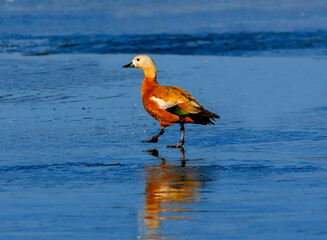 Tadorna ferruginea, known as the ruddy shelduck, a migratory duck with bright orange body, pale head, and black bill and legs. The male shows a black neck ring during breeding season. 