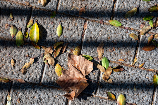 hoja de Arce seca ca&iacute;da en la acera con sombras de   barrotes