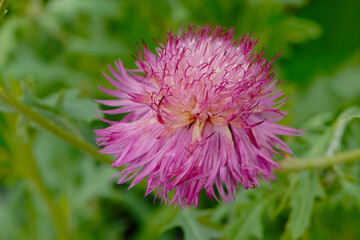 Salamanca-Flockenblume, Mantisalca salmantica