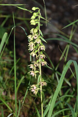 Breitblättrige Stendelwurz,  Epipactis helleborine