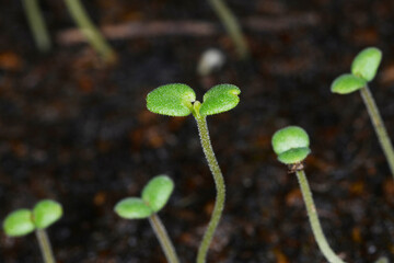 Sommer-Bohnenkraut, Satureja hortensis