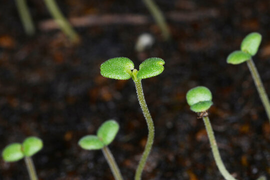Sommer-Bohnenkraut, Satureja hortensis