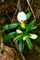  Buchs-Kreuzblume,  Polygala chamaebuxus