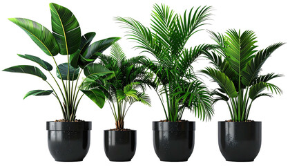 Four potted, vibrant, green leafy plants in black ceramic pots