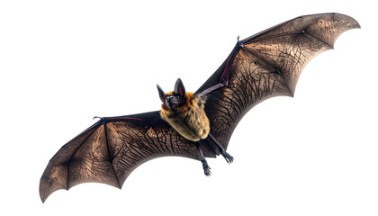 Bat in flight, dark wings spread against stark black background
