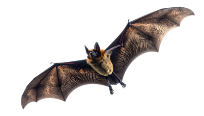 Bat in flight, dark wings spread against stark black background