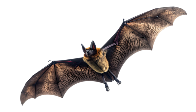 Bat in flight, dark wings spread against stark black background