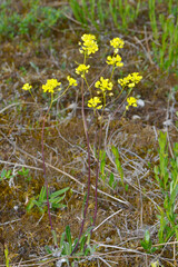 Glatt-Brillenschötchen,  Biscutella laevigata