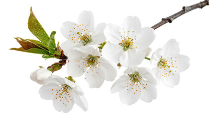 Sprig with white blossoms, yellow stamen, and green leaves