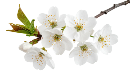 Sprig with white blossoms, yellow stamen, and green leaves