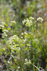Glatt-Brillenschötchen,  Biscutella laevigata