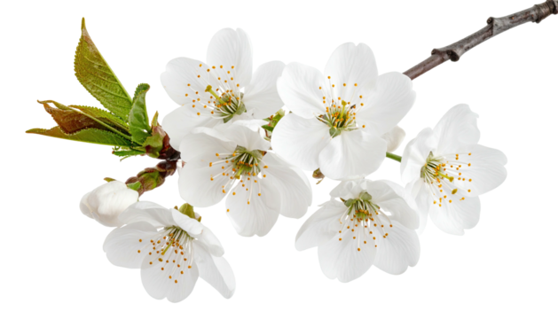 Sprig with white blossoms, yellow stamen, and green leaves