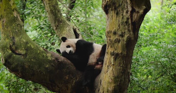 Giant panda kedou sleeping on a tree 