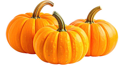 Obraz premium Three orange pumpkins, ridged with twisted stems, on dark background