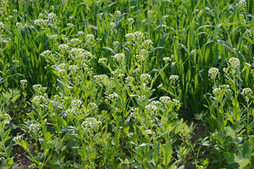 Ackerhellerkraut, Thlaspi arvense L.