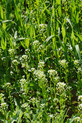 Ackerhellerkraut, Thlaspi arvense L.