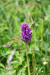 Breitblättriger Fingerwurz, Dactylorhiza majalis
