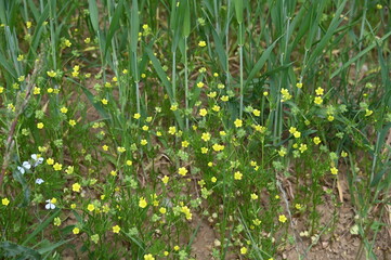 Acker-Hahnenfuß, Ranunculus arvensis
