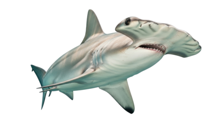 A majestic great hammerhead shark with its distinctive head shape swims gracefully isolated on a transparent background isolated on transparent background