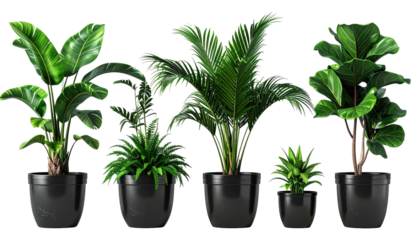 Five diverse houseplants in dark pots against a black background