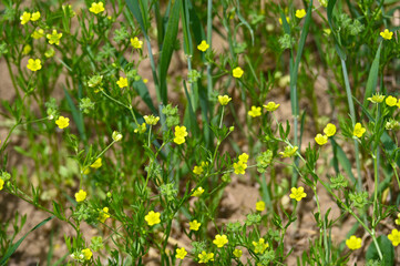 Acker-Hahnenfuß, Ranunculus arvensis