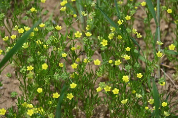 Acker-Hahnenfuß, Ranunculus arvensis