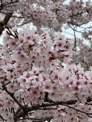 Close-up view of cherry blossoms in full bloom in Japan