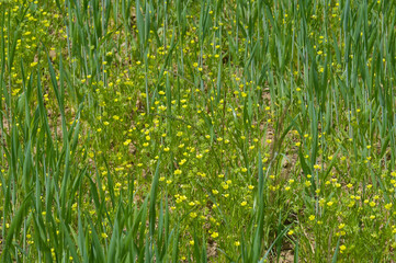 Acker-Hahnenfuß, Ranunculus arvensis