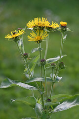 Traubige Alant, Inula racemosa,  Einzelblüten,  Blütendetail