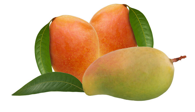 luscious mangos with vibrant colors and rich textures, evoking tropical freshness and exotic flavors, suitable for culinary themes and lifestyle imagery