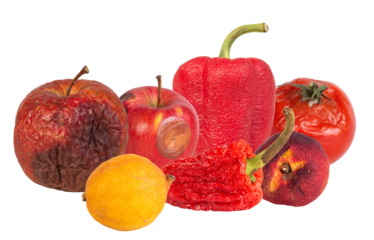 decaying produce including apples, peppers, tomatoes, and a lemon, emphasizing food waste, decomposition, and impermanence in a dark studio setting