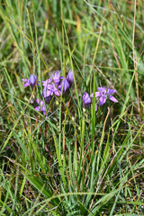 Bittere Fransenenzian, Gentianella amarella