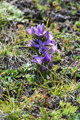Bittere Fransenenzian, Gentianella amarella