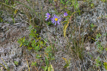 Berg-Aster,  Aster amellus