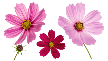 Pink, magenta, and maroon cosmos with golden centers, cut out