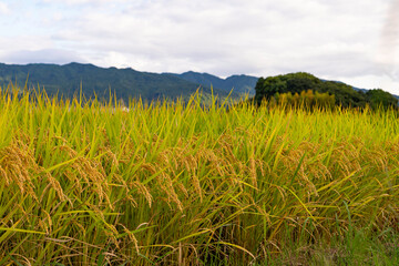 Rice paddies Ear of rice Autumn harvest Rice ears Harvest	
