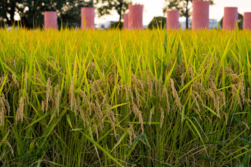 Rice paddies Ear of rice Autumn harvest Rice ears Harvest	
