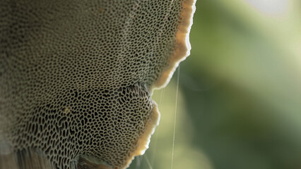 Close-up view of a mushroom. Lamellae or gills where mushroom spores are located. 