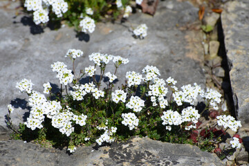 Alpen-Gämskresse,  Pritzelago alpina