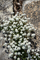 Alpen-Gämskresse,  Pritzelago alpina