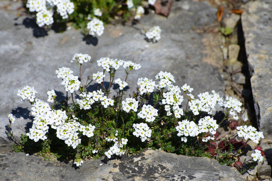 Alpen-G&auml;mskresse,  Pritzelago alpina