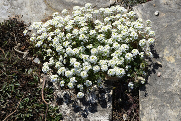 Alpen-Gämskresse,  Pritzelago alpina