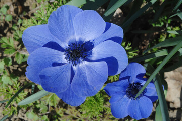 Kronen-Anemone,  Anemone coronaria