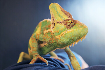 Closeup of a Male Chameleon Crawling on Human's Arm