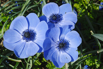 Kronen-Anemone,  Anemone coronaria