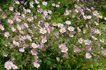Herbst-Anemone,  Anemone hupehensis L.