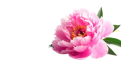 Beautiful pink peony flower with lush green leaves